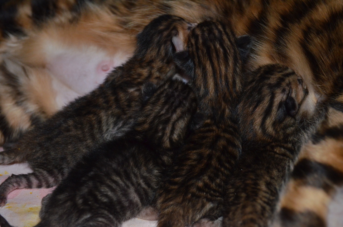 Toyger Breeding 10