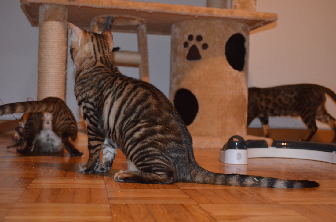 Toyger Breeding 18