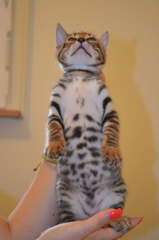 Toyger Breeding 17