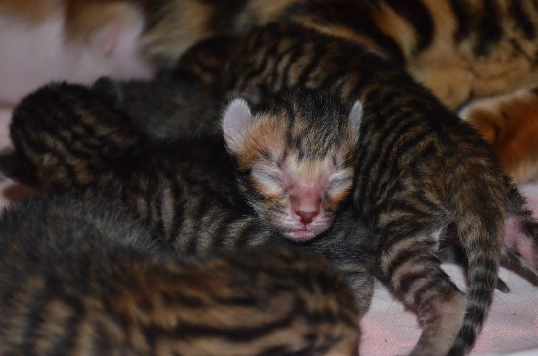 Toyger Breeding 9