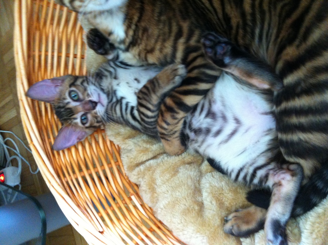 Toyger Breeding 16