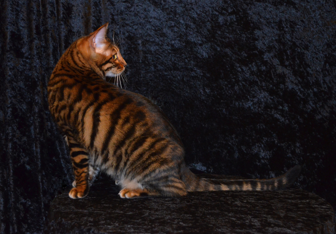 Toyger Breeding 14