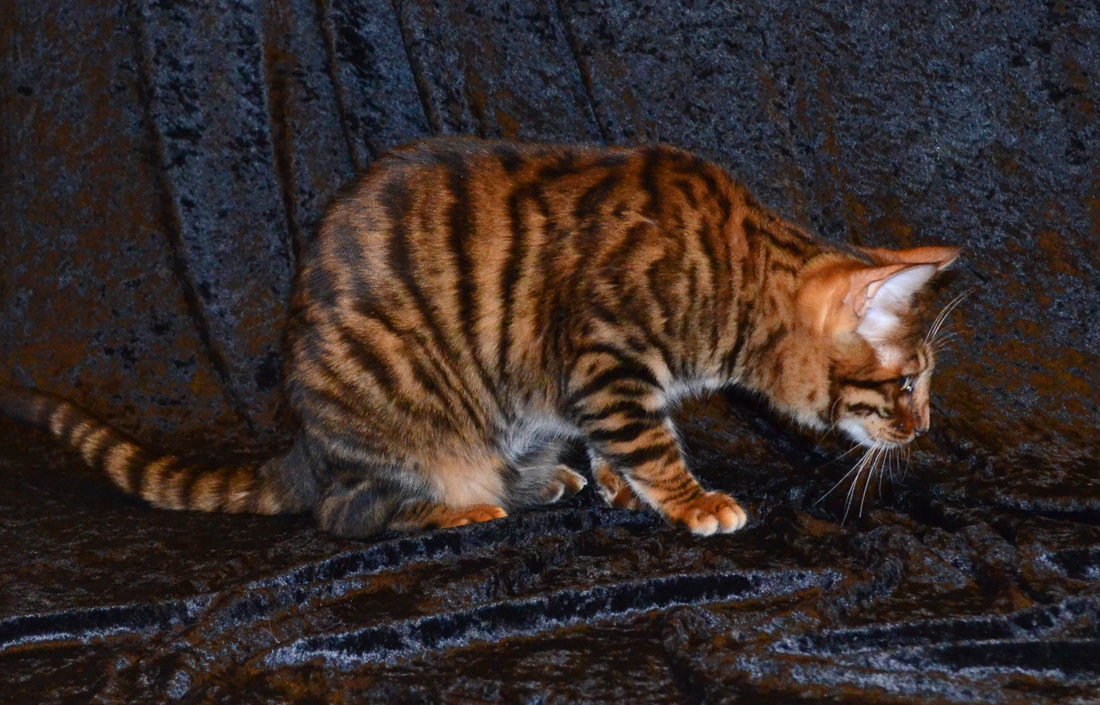 Toyger Breeding 11