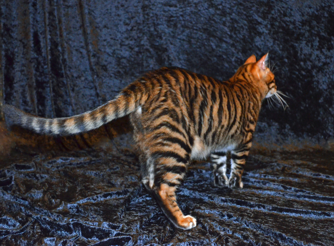 Toyger Breeding 13