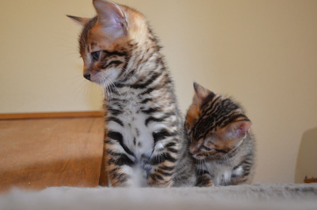 Toyger Breeding 15