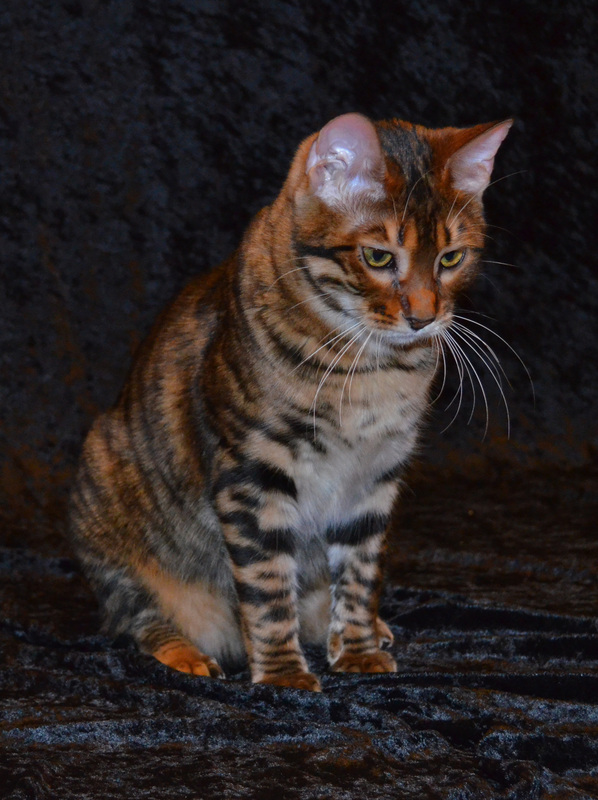 Toyger Breeding 12