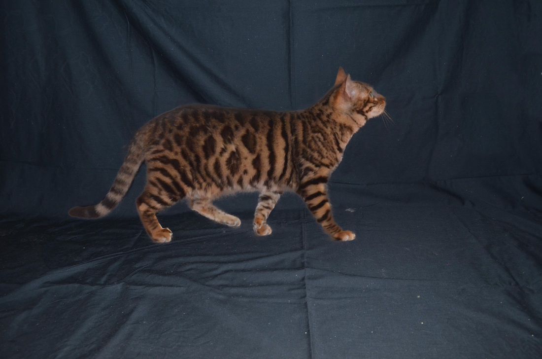Toyger Breeding 7
