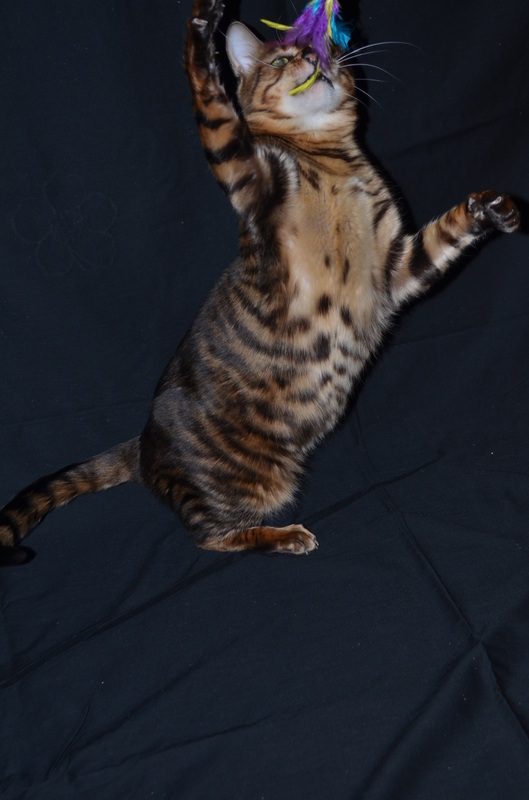 Toyger Breeding 8