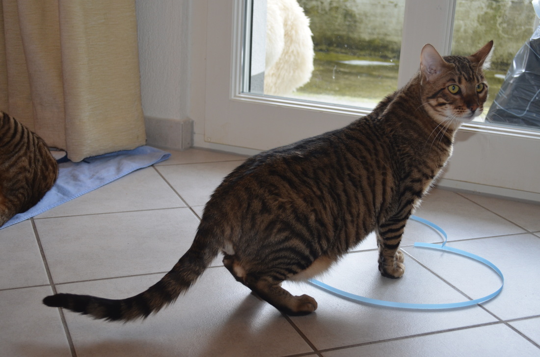 Toyger Breeding 2