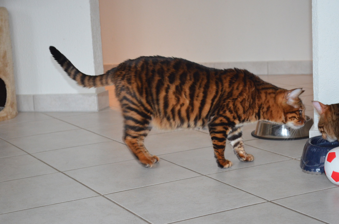 Toyger Breeding 1