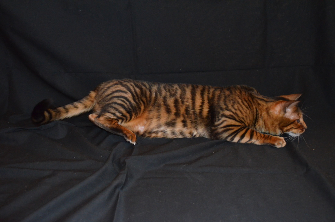Toyger Breeding 4