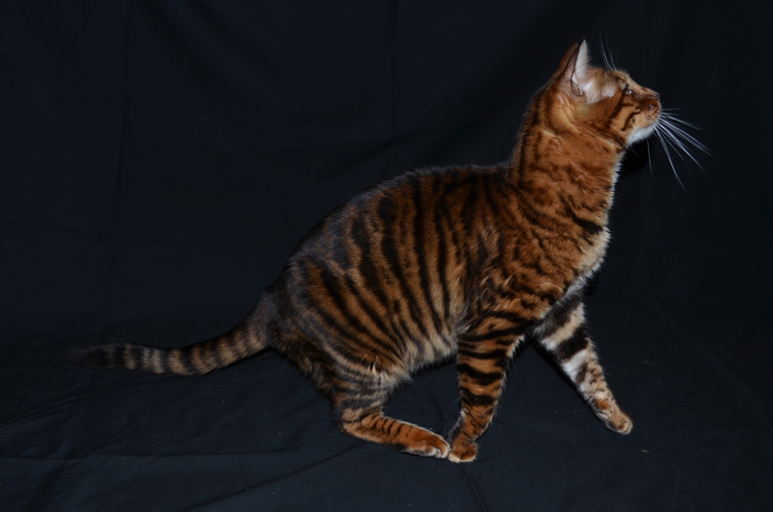 Toyger Breeding 5