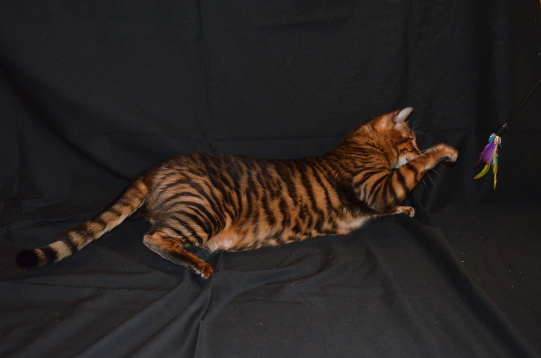 Toyger Breeding 3