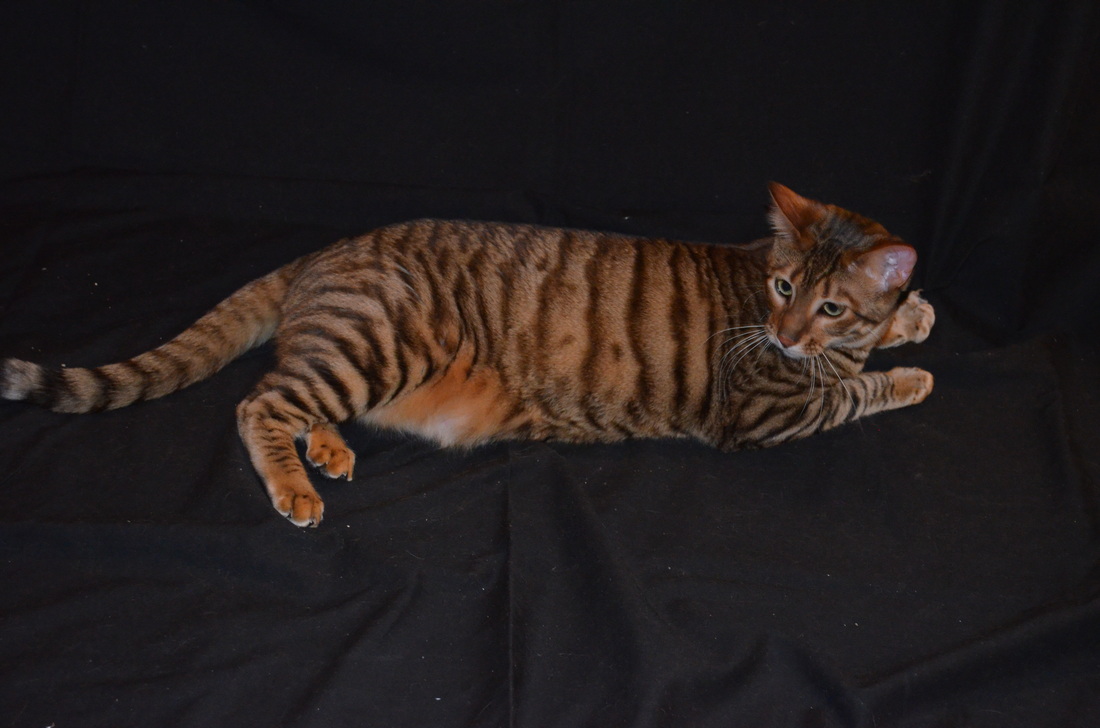Toyger Breeding 6