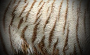 Tiger Pattern 1
