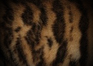 Toyger Pattern 3