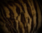 Toyger Pattern 6