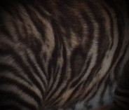 Toyger Pattern 5
