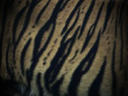 Tiger Pattern 5