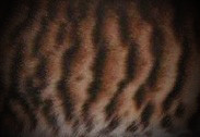 Toyger Pattern 2