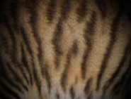 Toyger Pattern 1