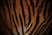 Tiger Pattern 2
