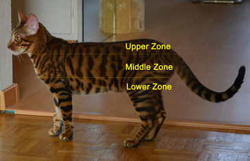 The Zoning of the Toyger Pattern