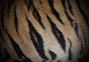 Tiger Pattern 4