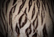 Tiger Pattern 3