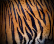 Tiger Pattern 6