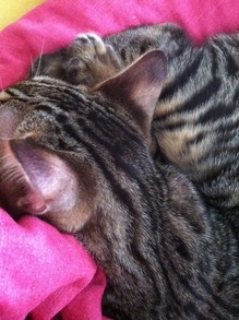 Ocelli 2
