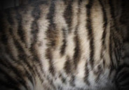 Toyger Pattern 4
