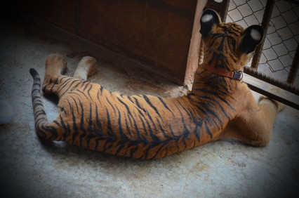Over the back striping on a young tiger