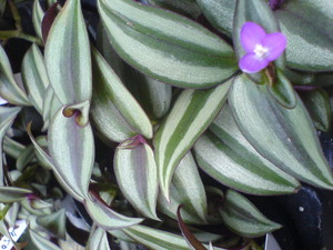Inch Plant (Tradescantia zebrina)