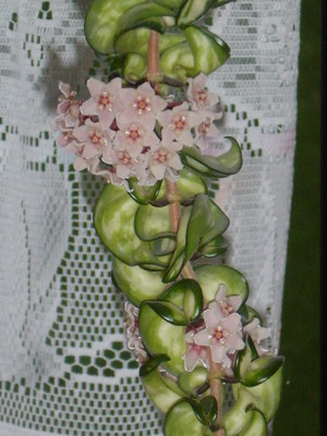 Wax Plant (Hoya carnosa)