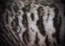 Silver Toyger 1