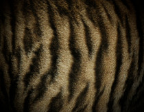 Brown Toyger 2