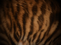 Brown Toyger 3
