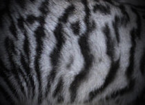 Silver Toyger 2