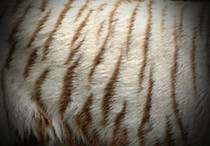 Snow Toyger