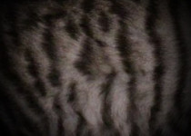 Brown Toyger 1