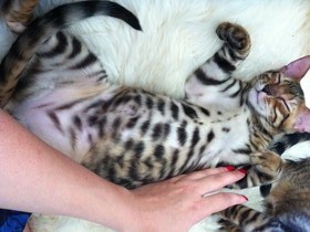 Whited Belly 1