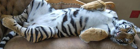 Whited Belly 2