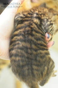 Partially OTB - the dorsal stripe is only attenuated present