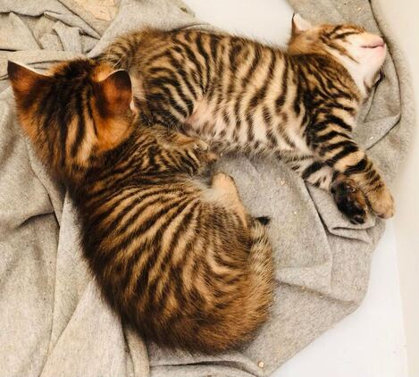 Kitten