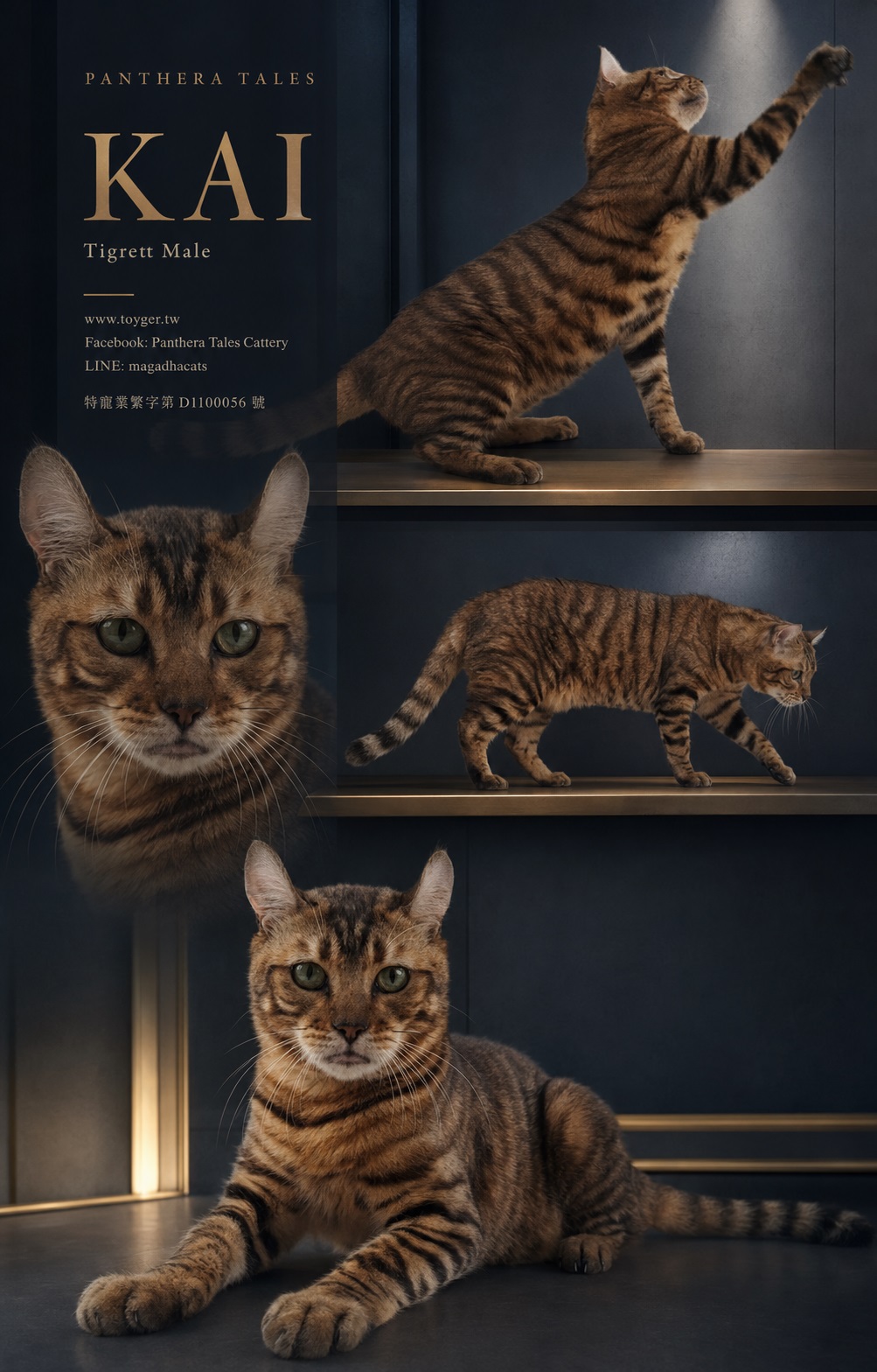 Kitten 2