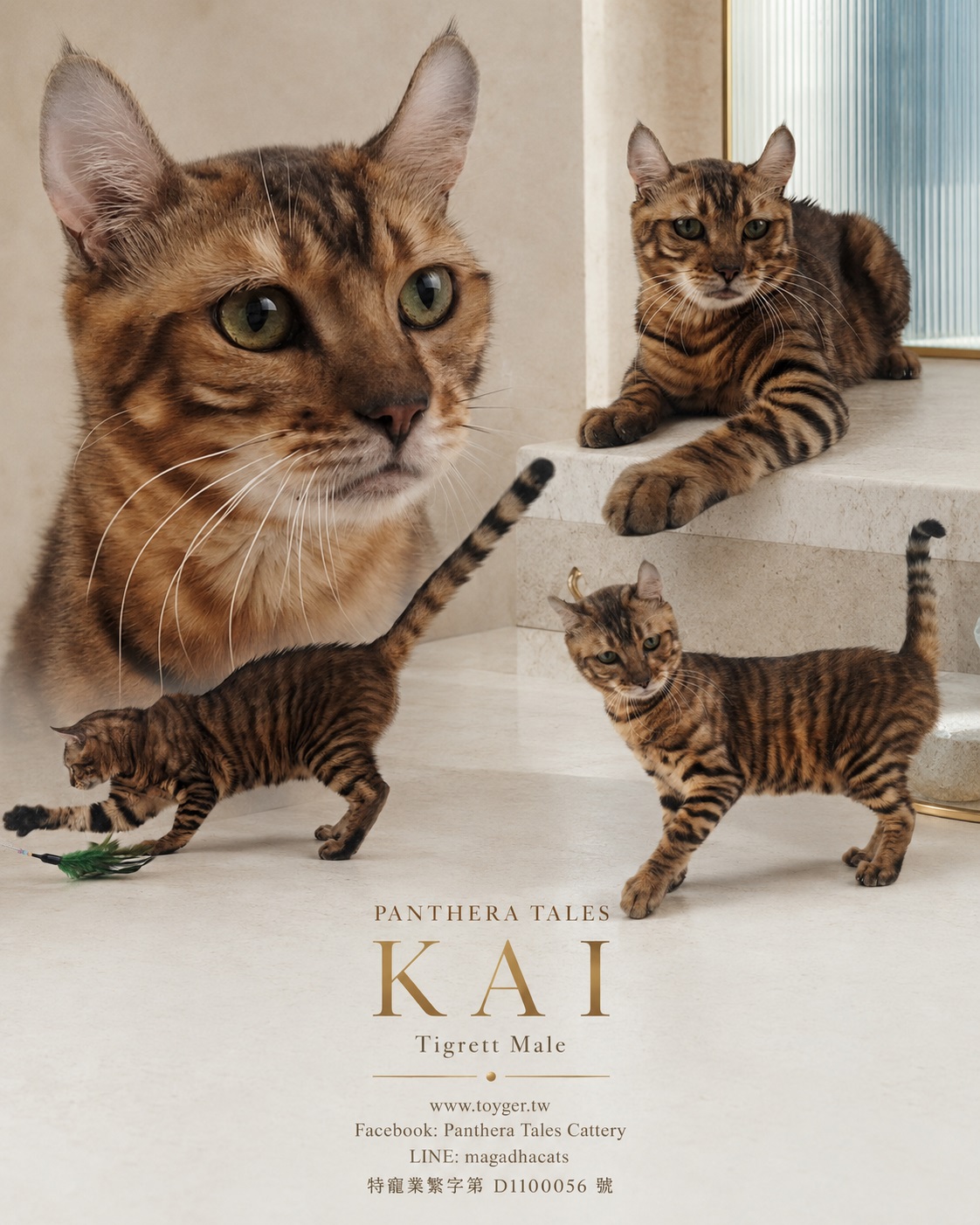 Kitten 4