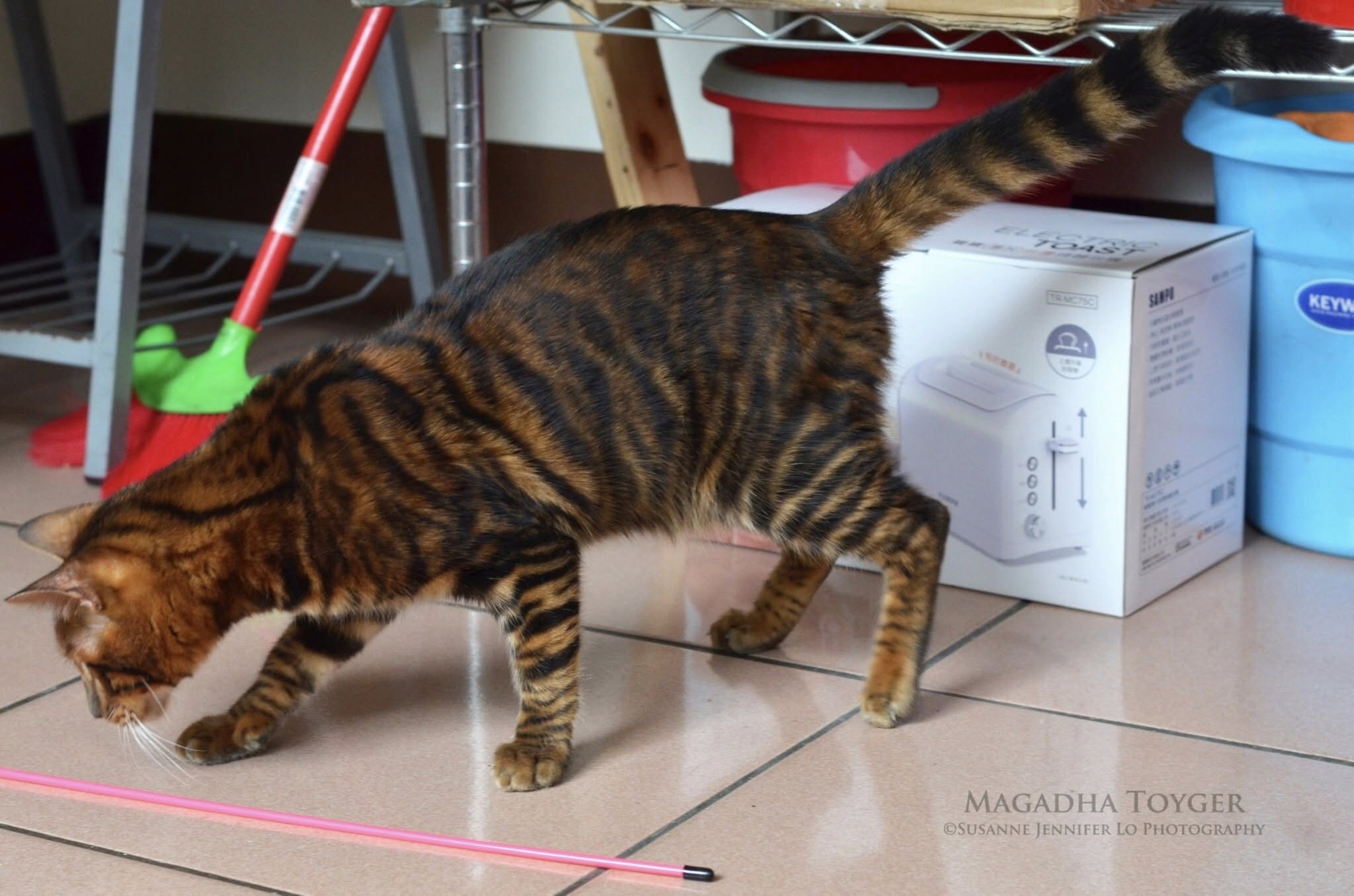 Cat 2