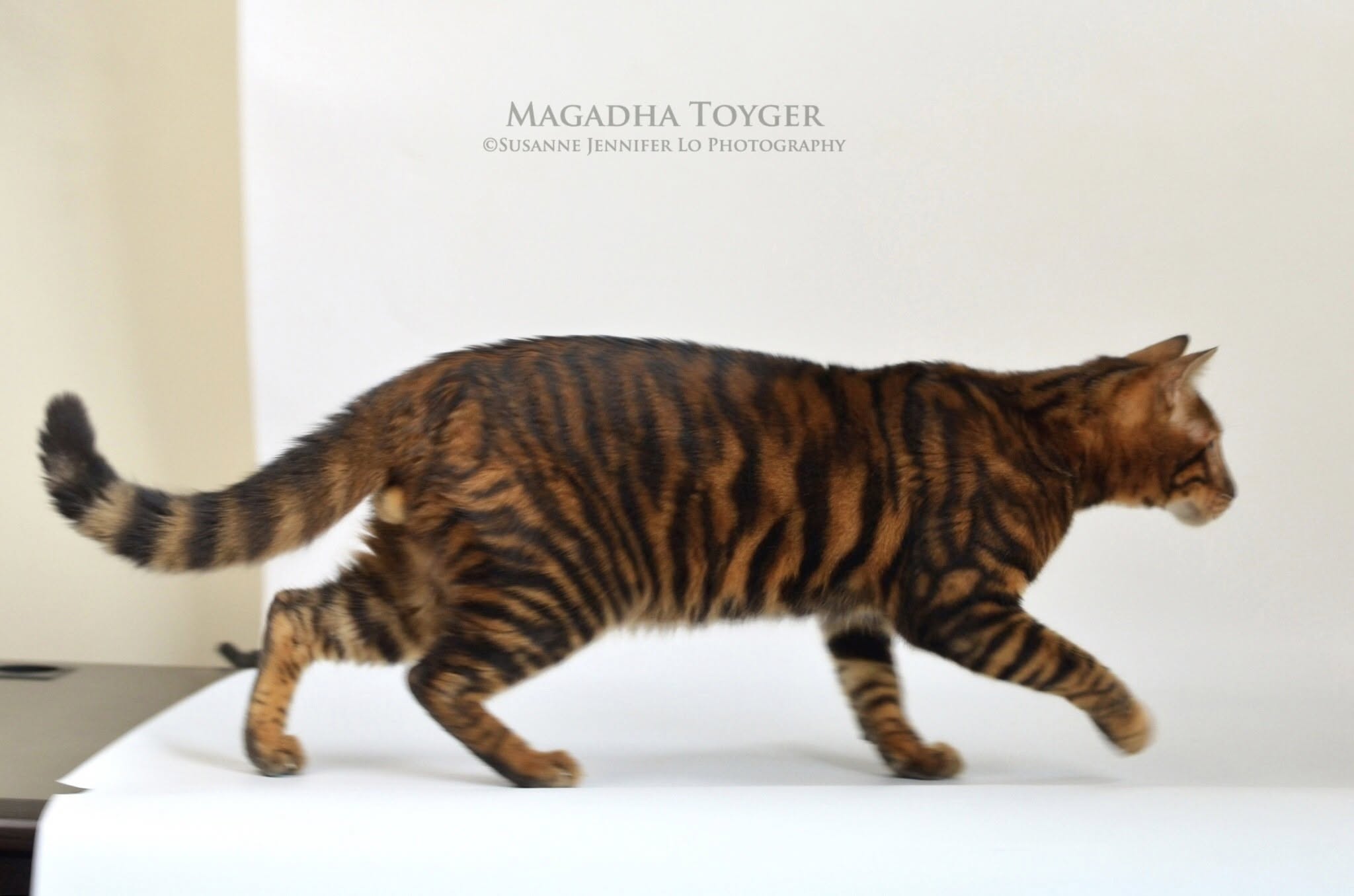Cat 4