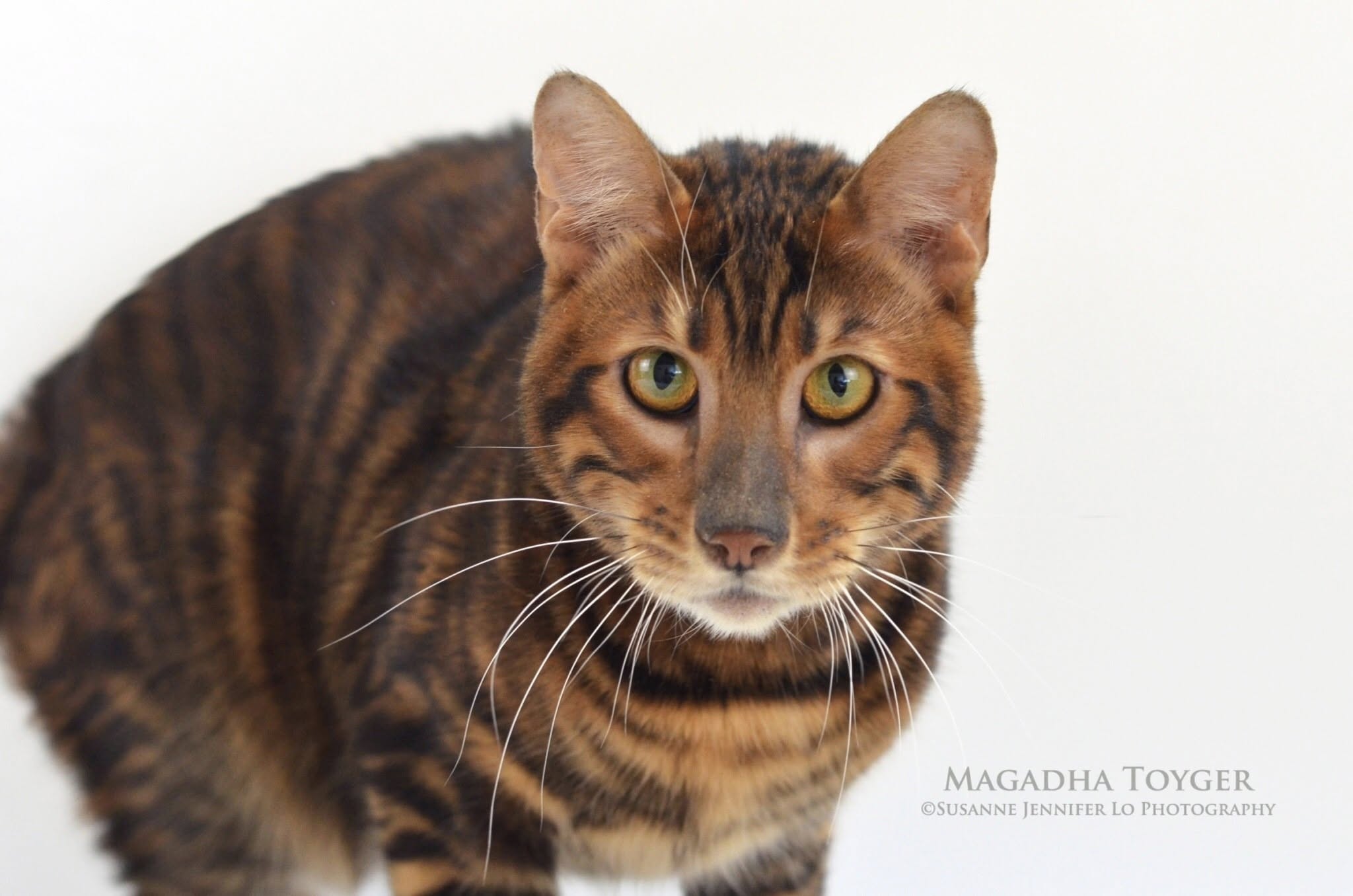 Cat 5